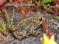 Rugstreeppad [Epidalea calamita]